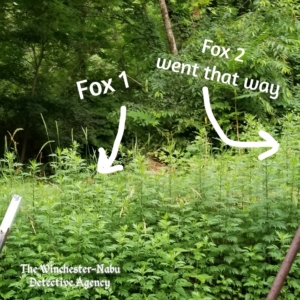 fox on trail