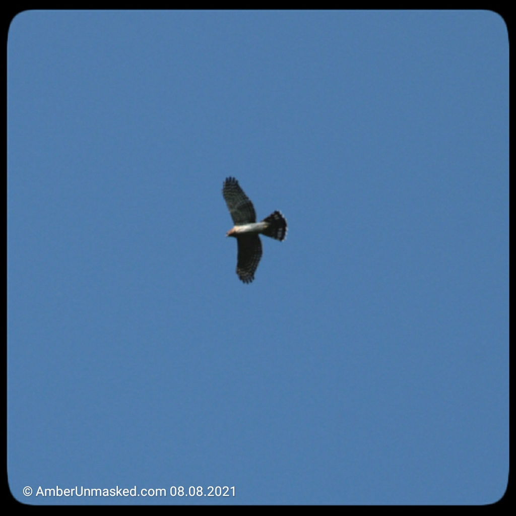 20210808-CoopersHawk (13)