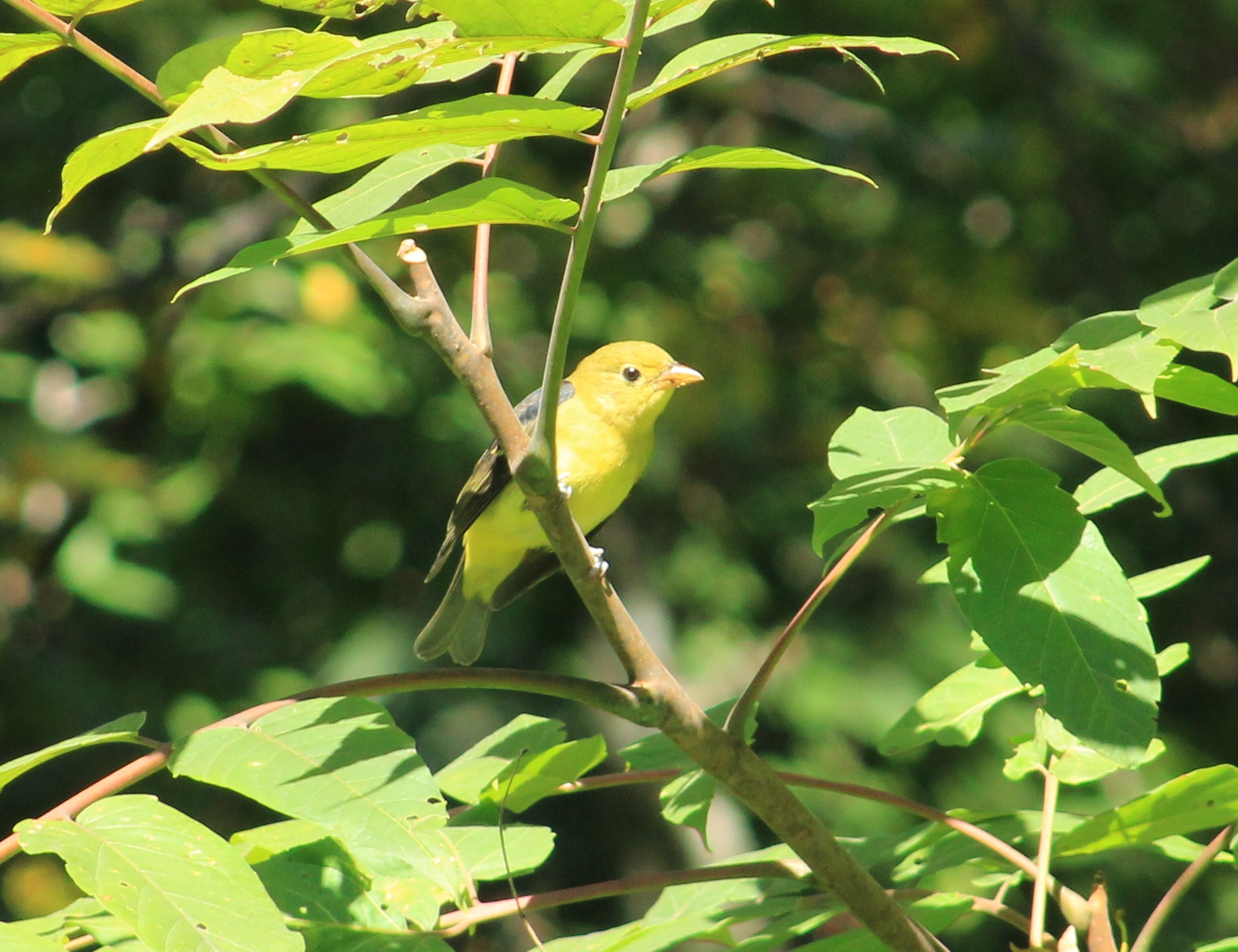 20210929 female scarlet tanager cropped