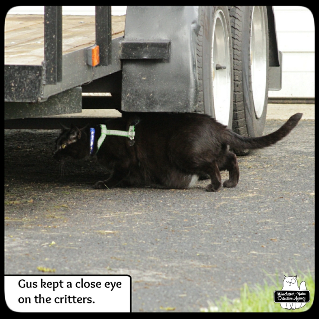 20220604 Gus stalking