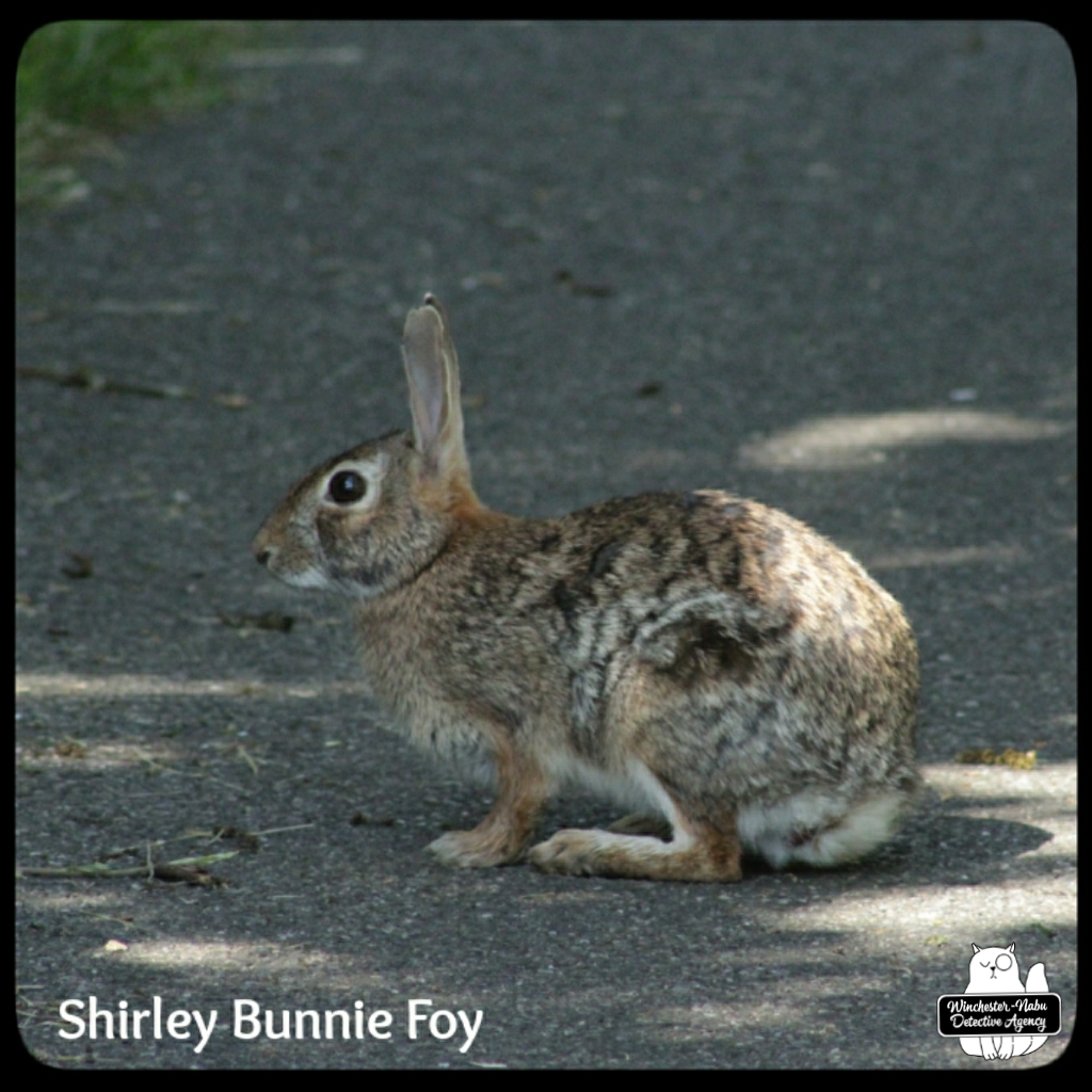 20220606 Shirley Bunny Foy (1)