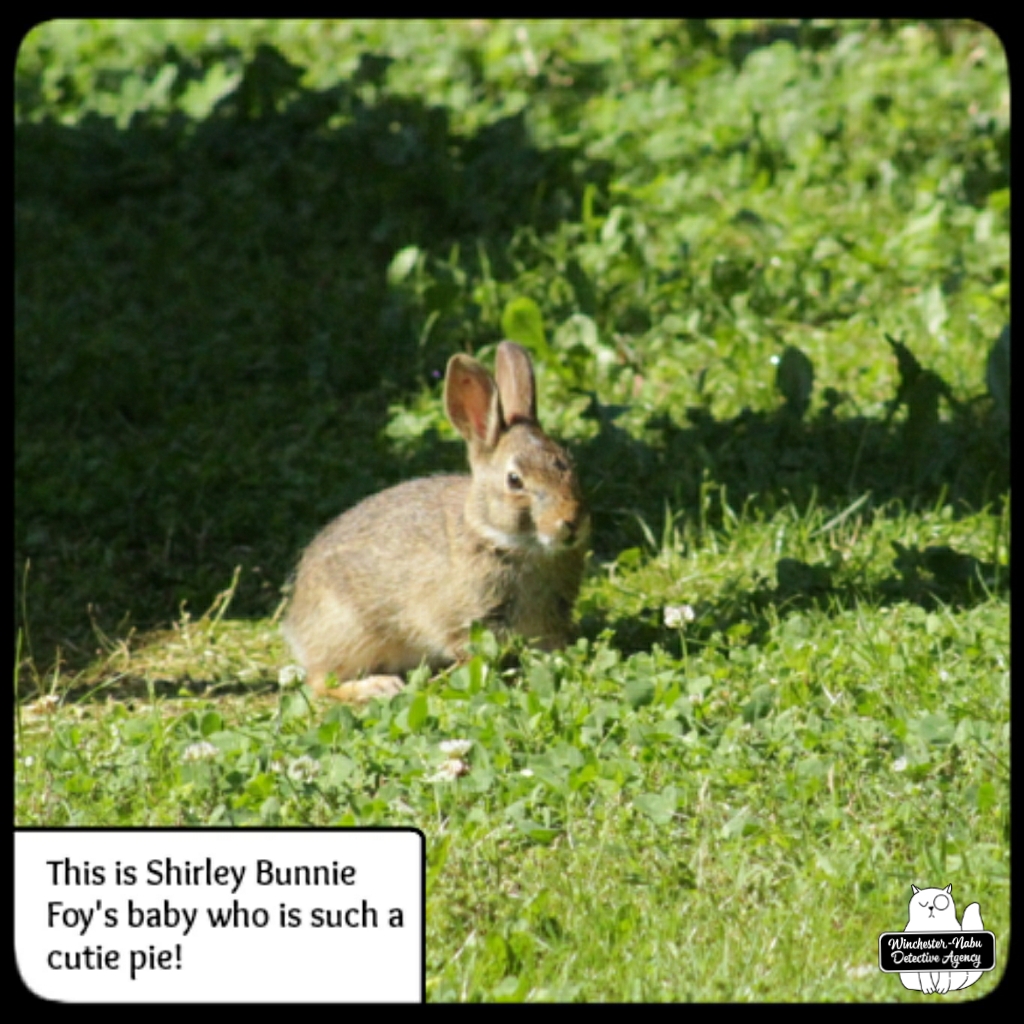 20220606 baby bunny (10)