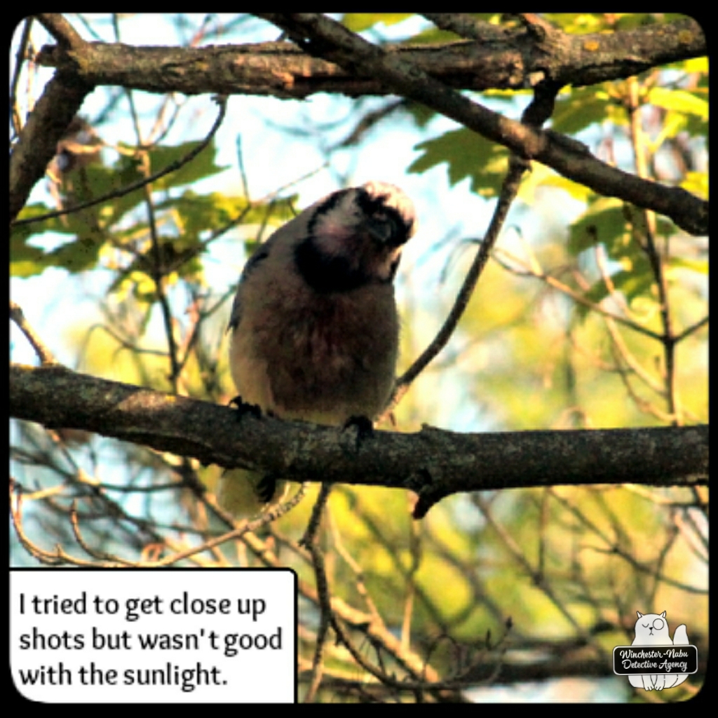 20220628 injured bluejay (1)