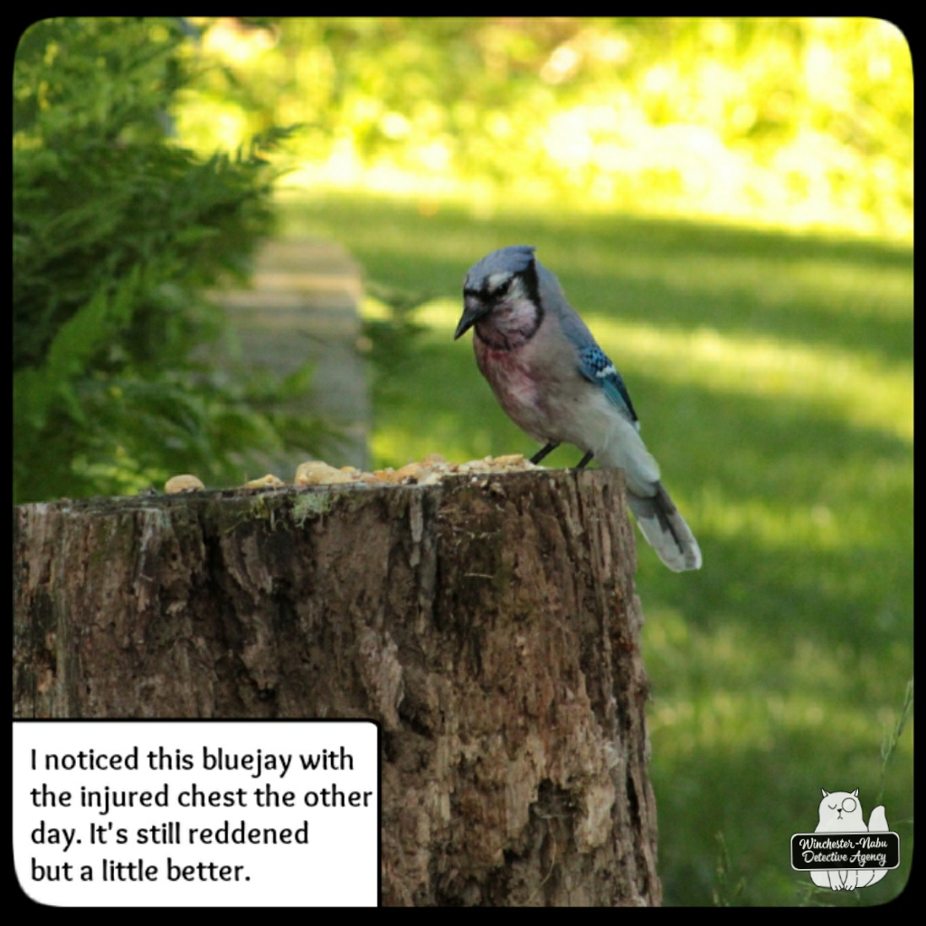 20220628 injured bluejay (2)