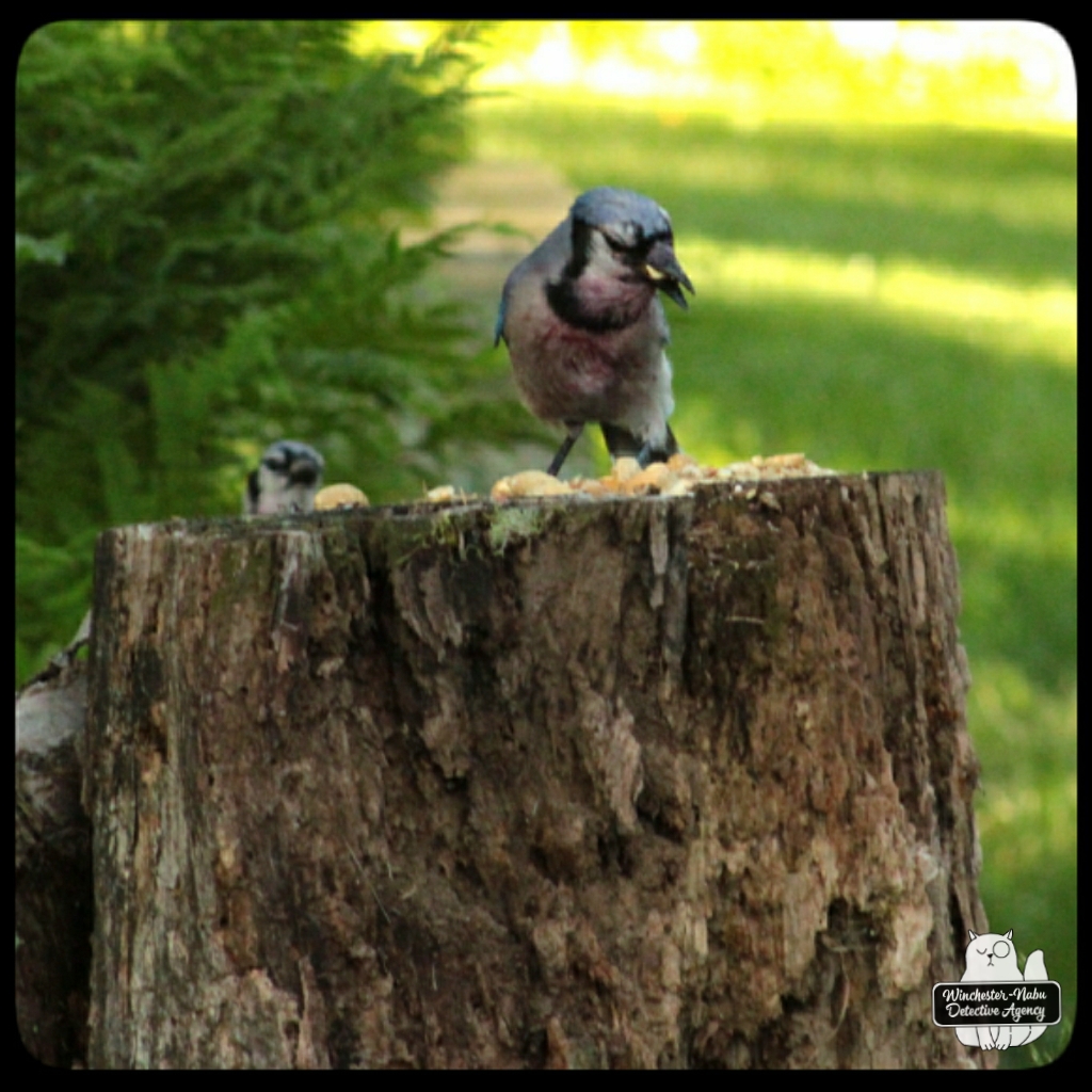 20220628 injured bluejay (4)