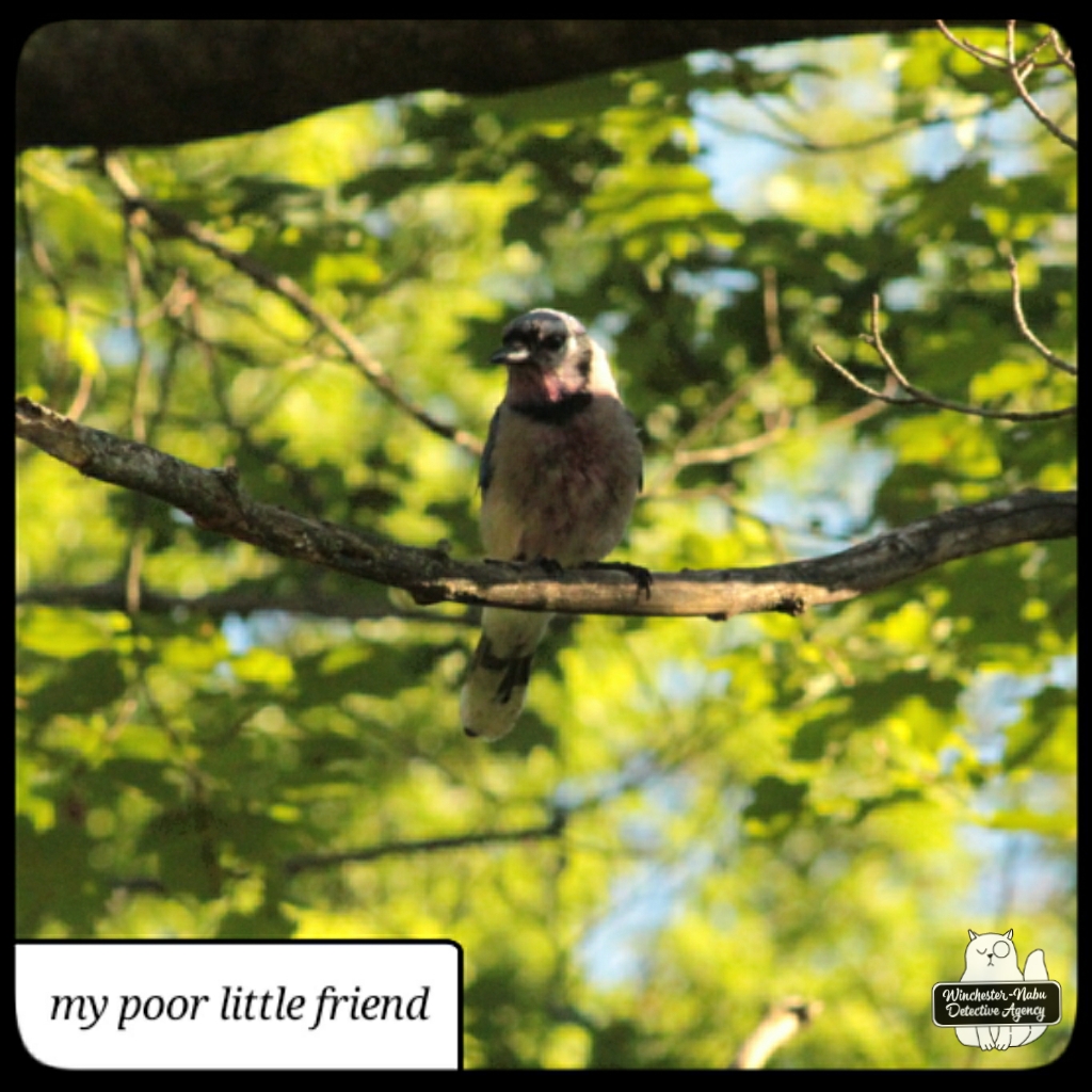 20220628 injured bluejay (5)