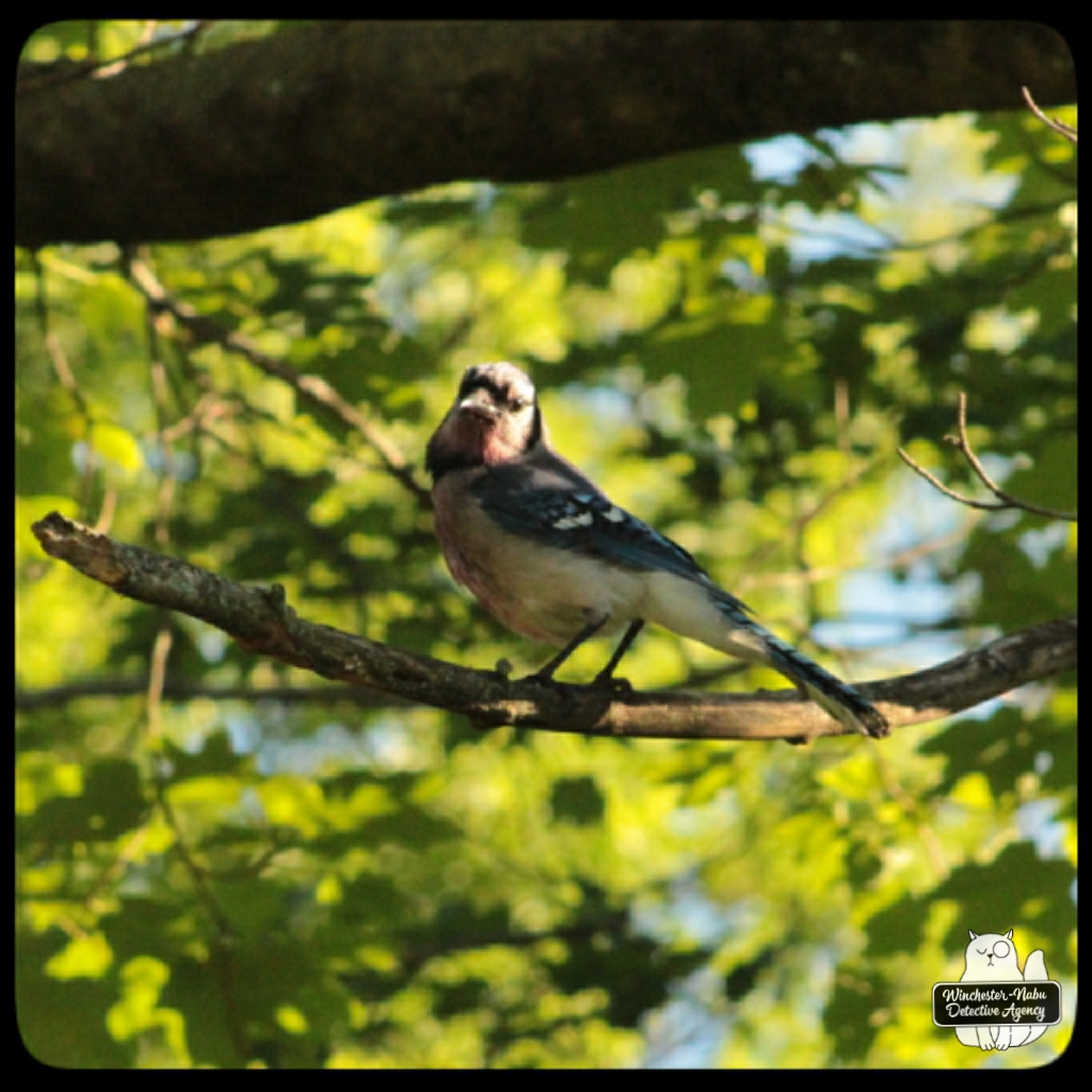 20220628 injured bluejay (6)