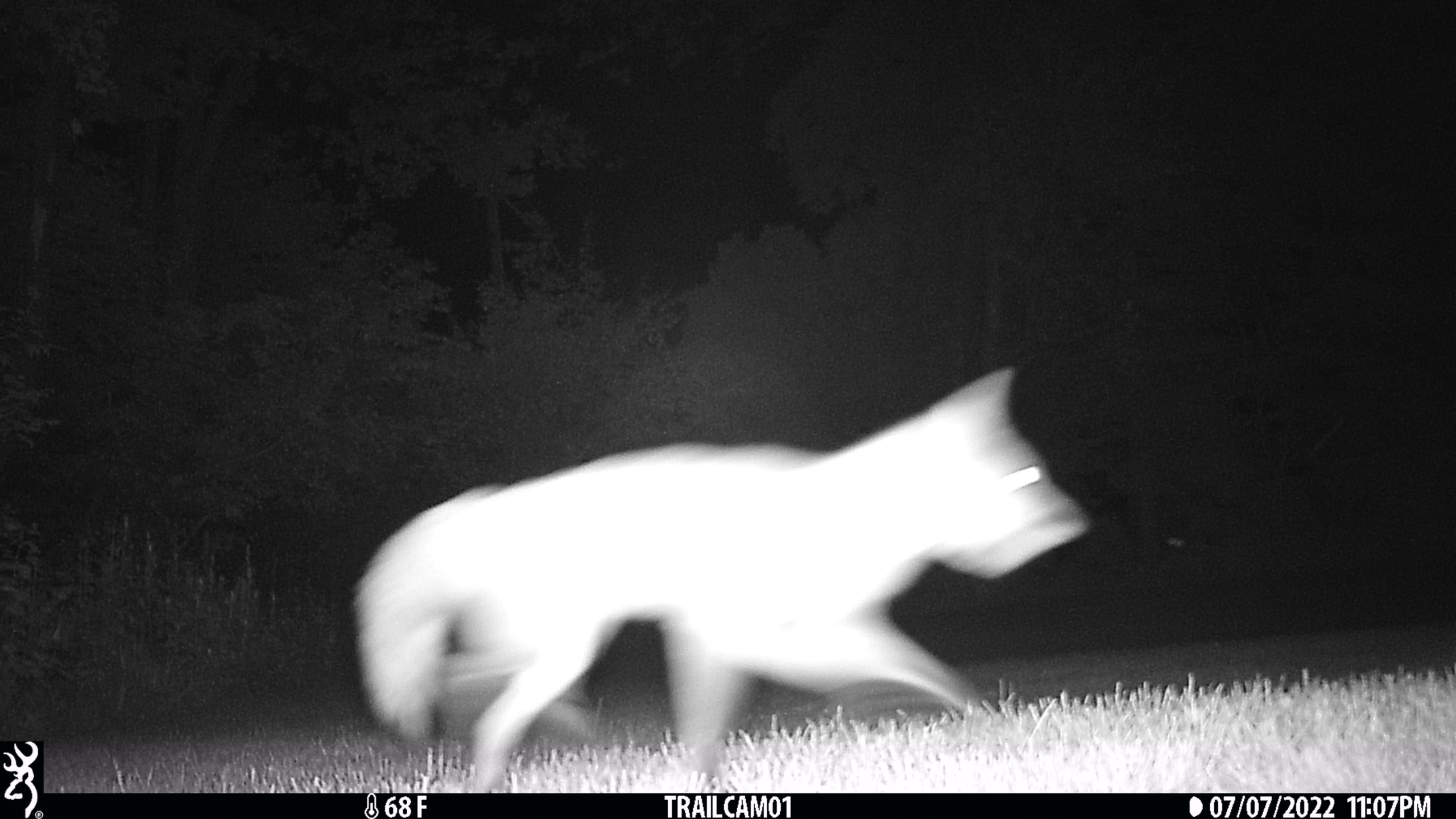 20220707 fox on trailcam orig (1)