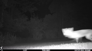 blurry fox on trail cam night vision