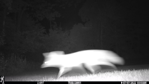 blurry fox on trail cam night vision