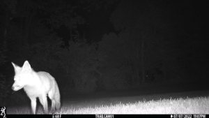 best shot of fox on trail cam night vision