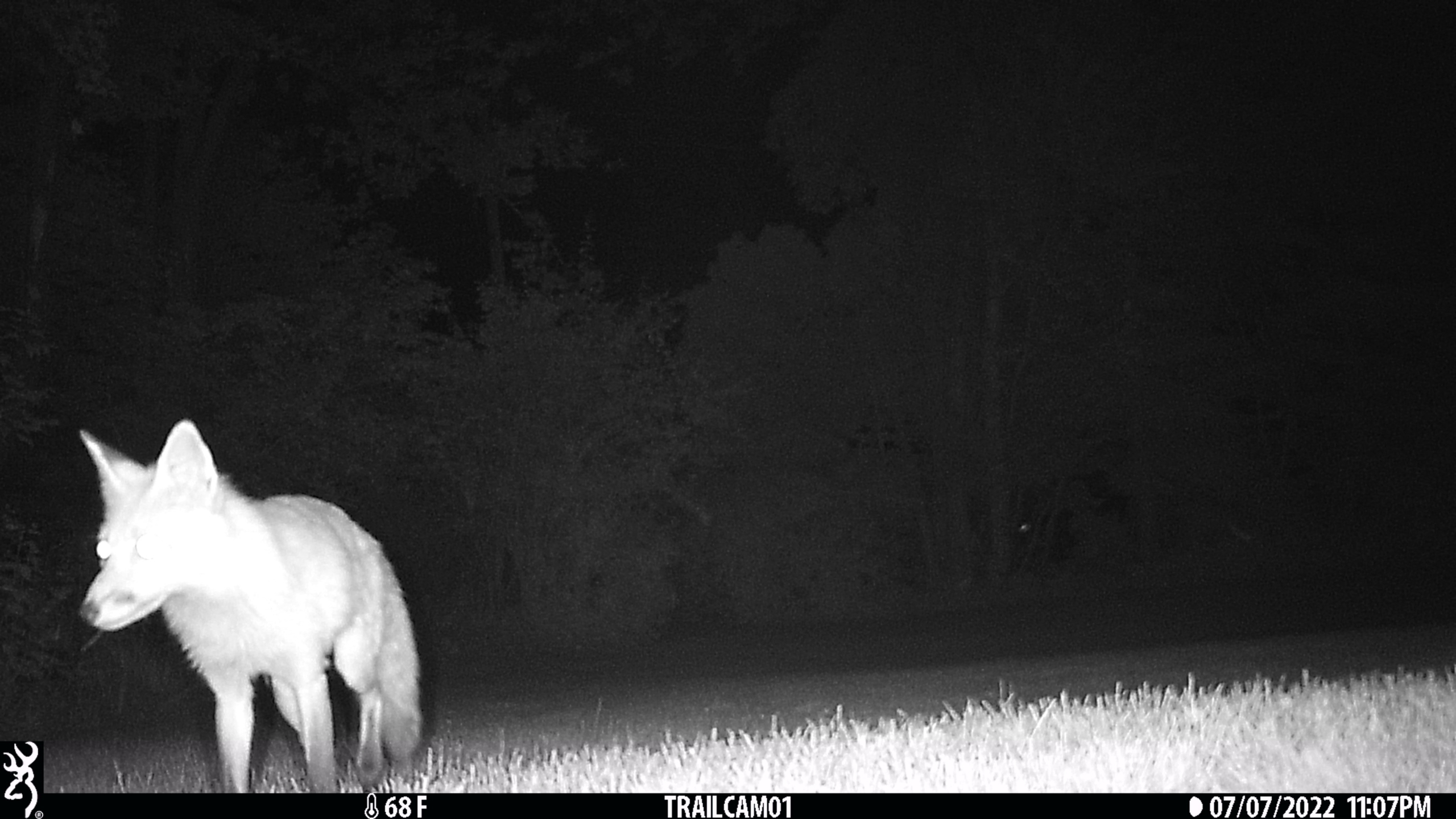 20220707 fox on trailcam orig (6)