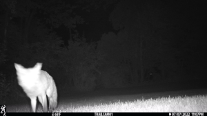 blurry fox on trail cam night vision