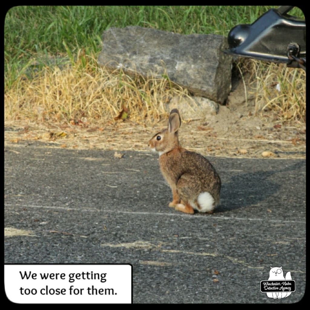 20220714 baby bunny (4)
