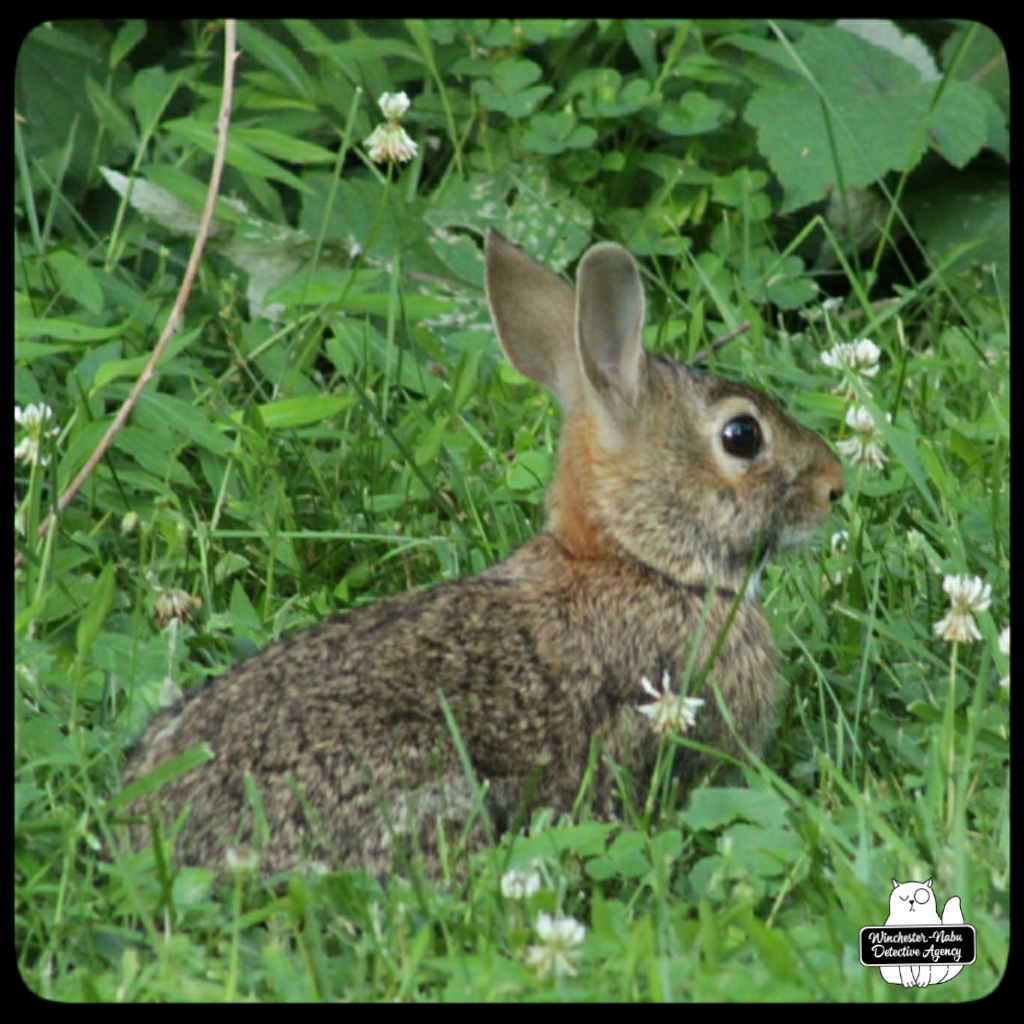 20220714 baby bunny (7)