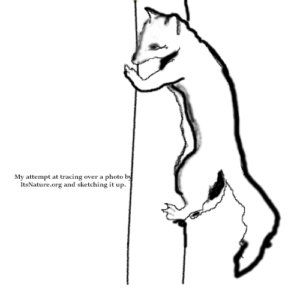 Amber's terrible sketch of fox