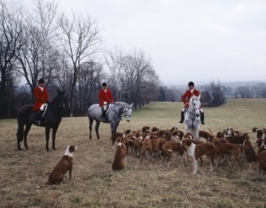 fox hunt people horses and dogs
