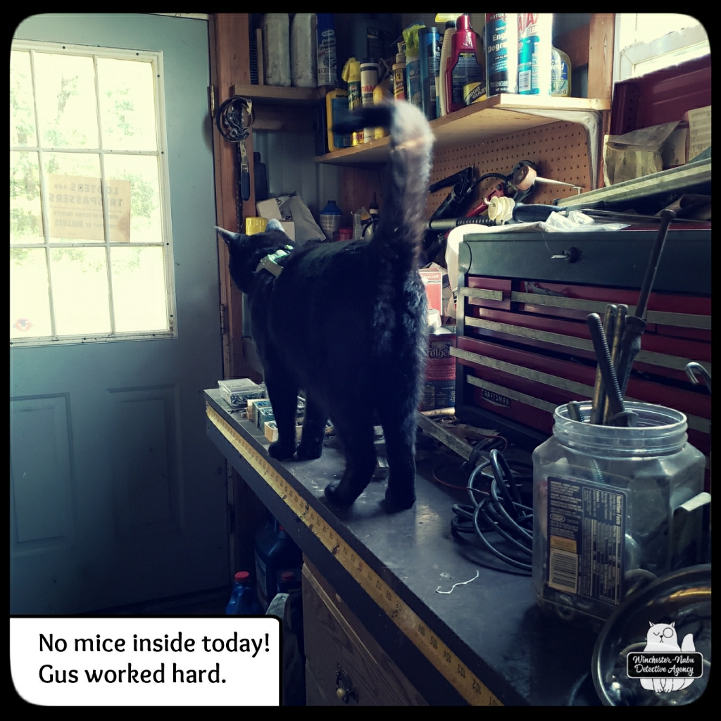 Gus garage mousing (3)