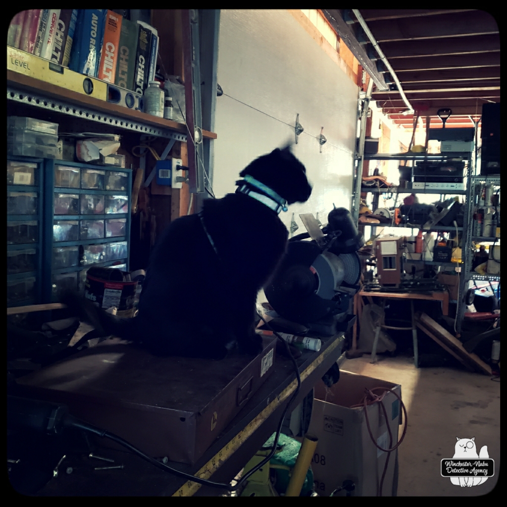Gus garage mousing (4)