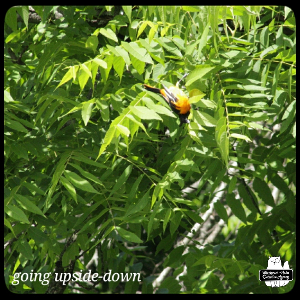 baltimore oriole (10)
