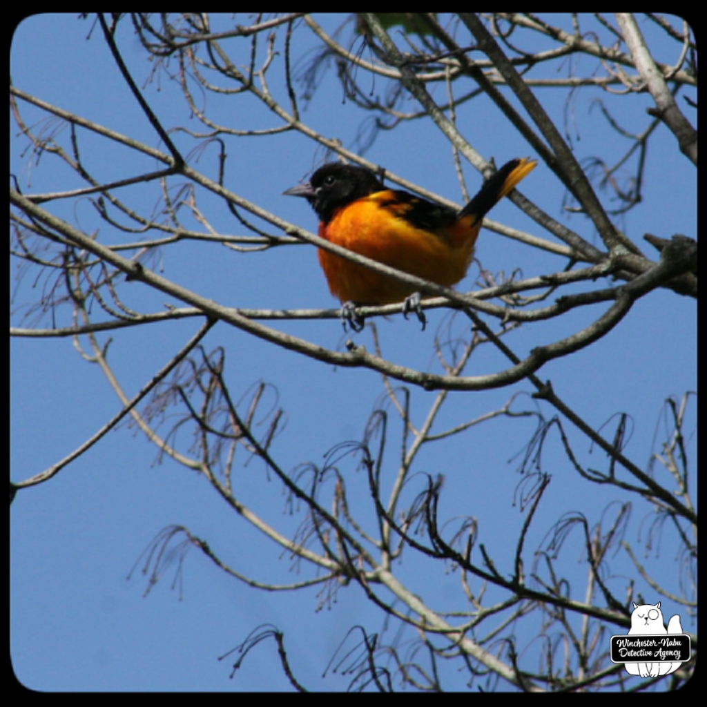 baltimore oriole (6)