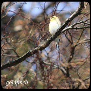gold finch bird in tree