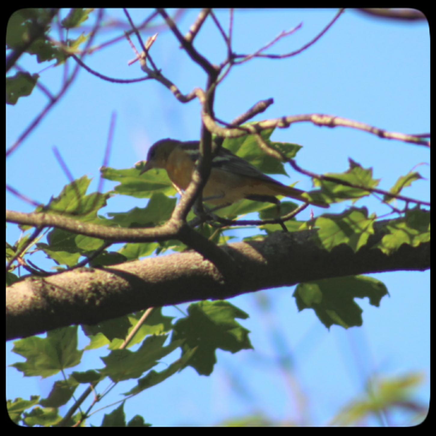 goldfinch or vireo (3)