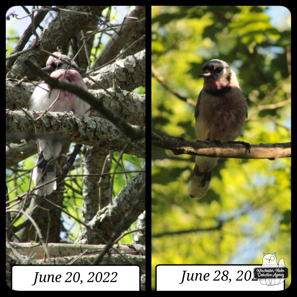 injured bluejay collage