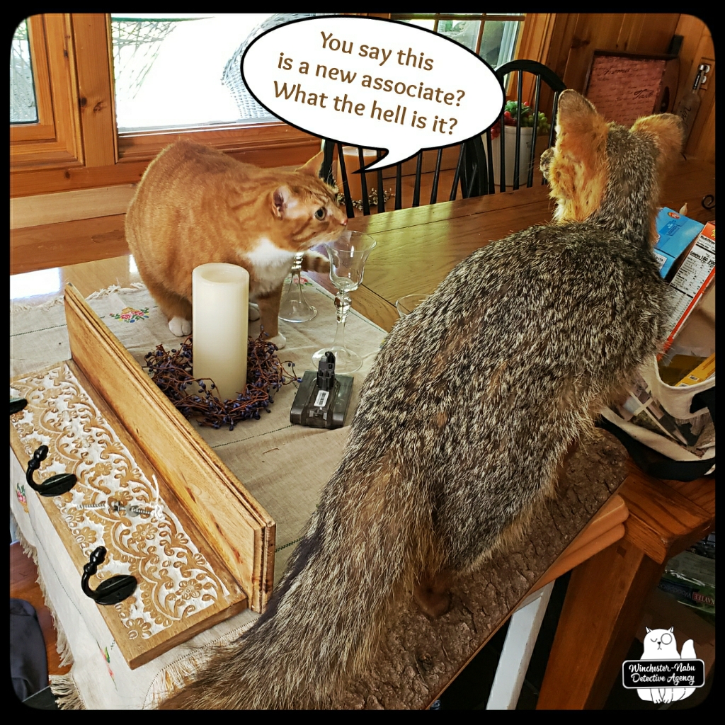 new fox friend taxidermy (2)