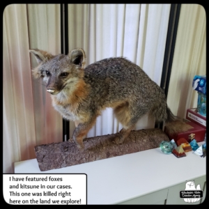 taxidermied grey fox