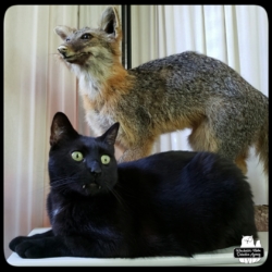 Gus and taxidermied grey fox