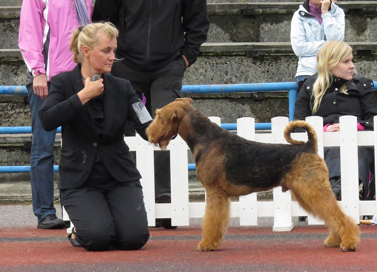 Airedale Terrier with handler