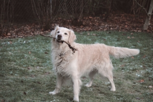 Golden Retriever, 8 years old, with stick