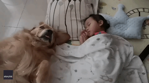 golden retriever napping next to toddler