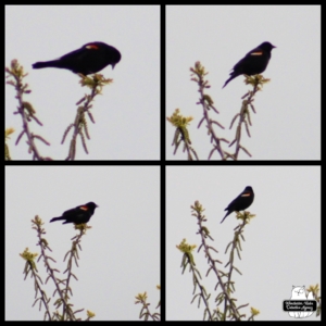 collage of Red-Winged Blackbird