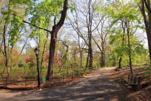 photo of The Ramble path in Central Park