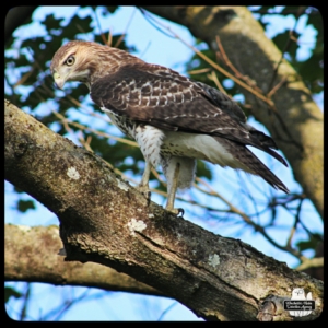 red tailed hawk in tree close up
