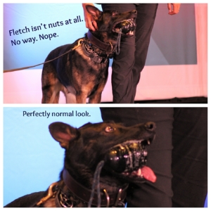 crime con collage of K9 demo: (top) Fletch look a little crazy with a toy grenade in his mouth; (bottom) even more close up showing the crazy look in Fletch's eyes as he's pressed against one handler and accepting praise.