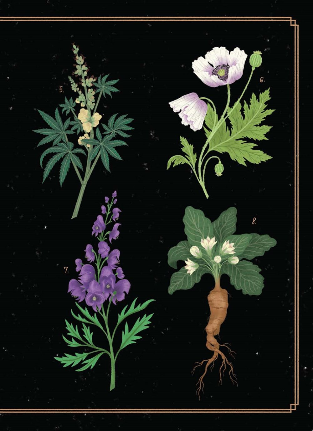 Lady Poisoners plants illo right