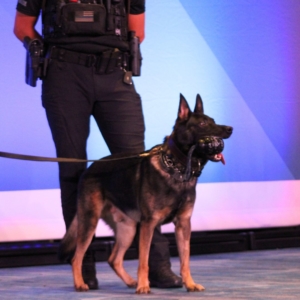 crime con collage of K9 demo: close up of Fletch standing with his grenade toy in his mouth