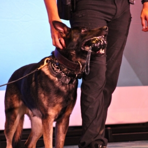 crime con collage of K9 demo: close up of Fletch standing with his grenade toy in his mouth