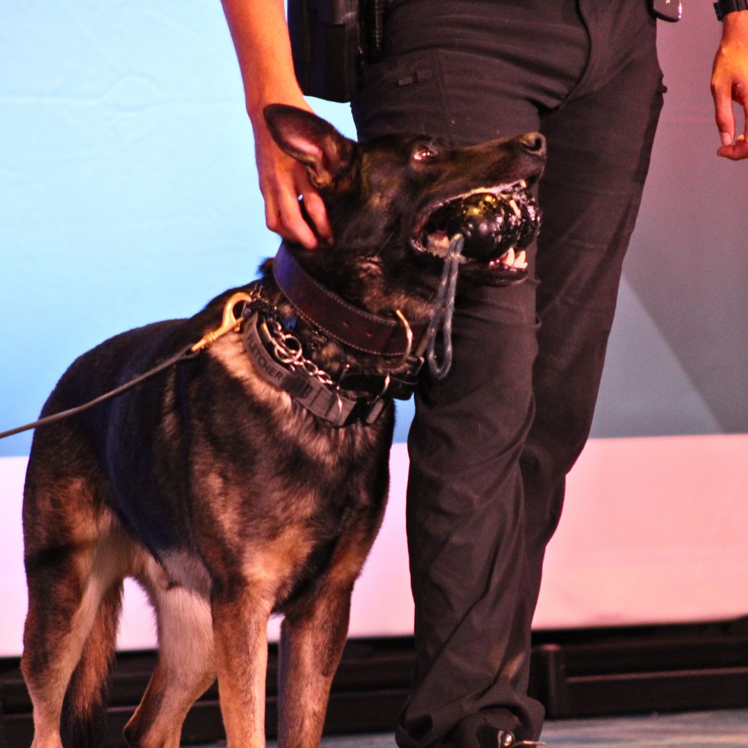 crimecon Orlando K9 Fletch (2)