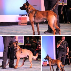 crime con collage of K9 demo: close up of Jackson standing with alert attention waiting for someone to come from backstage