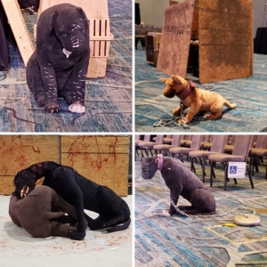 crime con collage: dog models used in dog fighting presentation