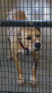 Pit bull dog at animal shelter