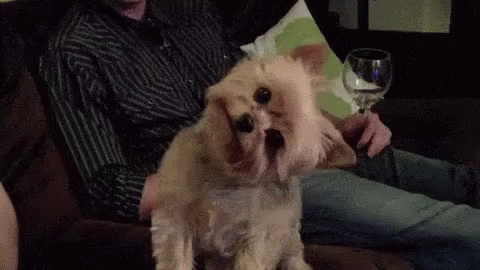 tiny terrier dog tilting head from one side to the other