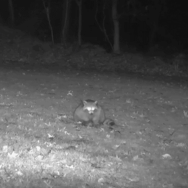 night mode of trail camera capturing a fat, happy raccoon named El Diablo eating