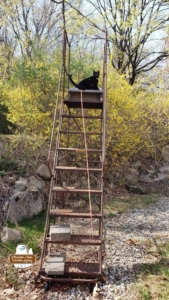 black cat Gus (from CatDetectiveCases.com) at the top of a rusty metal staircase in the woods in front of stones and forsythia