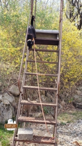 black cat Gus beginning his descent on a rusty metal staircase in the woods in front of large stones and forsythia. Gus is from The Winchester-Nabu Detective Agency found at CatDetectiveCases.com