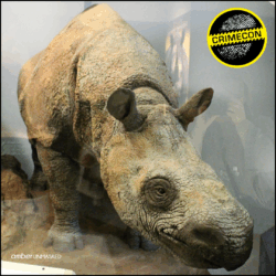 Javan rhino, crime con circle logo, amberUnmasked watermark